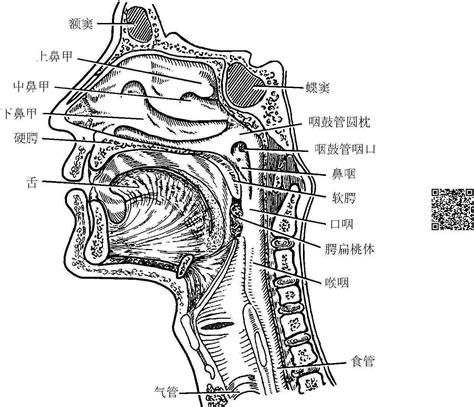 咽喉位置|咽（口腔、鼻腔之后，食管以上的空腔处）